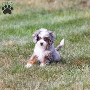 Murphy (tiny), Mini Bernedoodle Puppy